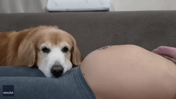 Golden Retriever Happily Reacts to Owner's Pregnant Belly