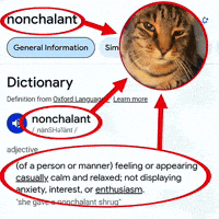 Definition Catmemes GIF