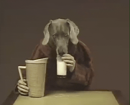 William Wegman Dog GIF by Jason Clarke