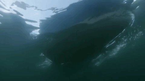 discovery channel swimming GIF by Discovery Europe