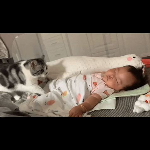 cuteanimalland giphyupload GIF