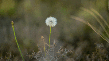 wind perfect loop GIF by Living Stills
