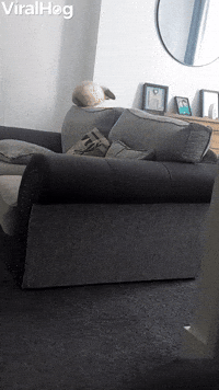 Rabbit Tries to Parkour Off Furniture