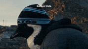But Why GIF