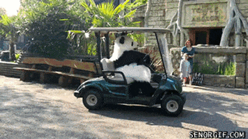 Zoo Pandas GIF
