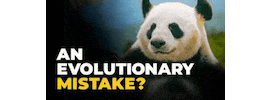 Youtube Panda Sticker