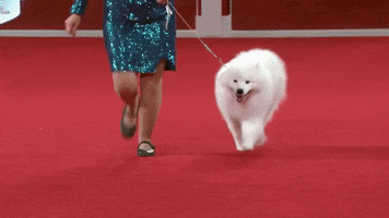 On My Way Running GIF by American Kennel Club