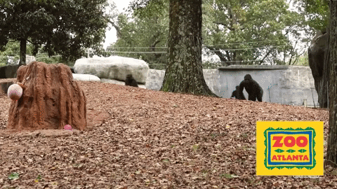 Trick Or Treat Halloween GIF by ZooATL