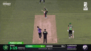 Melbourne Stars Cricket GIF by StarsBBL