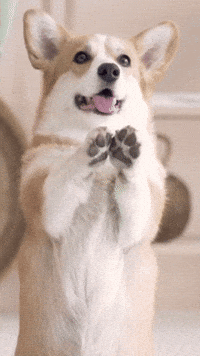 Dog Please GIF
