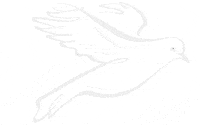 b&w bird GIF by Kathryn Rathke Illustration