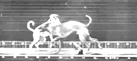 eadweard muybridge art GIF by hoppip