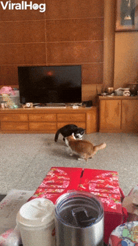 Roly Poly Battle Cats