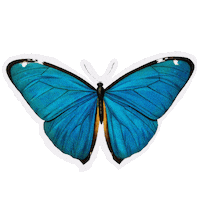 Sdesignworks rainbow nature fly free Sticker