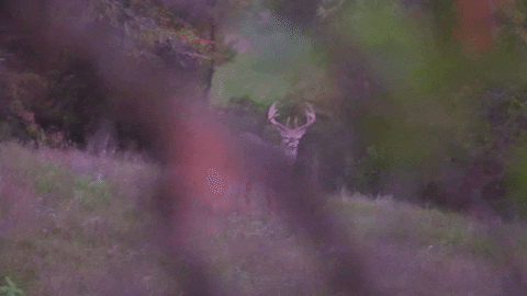 MOhunting giphyupload GIF