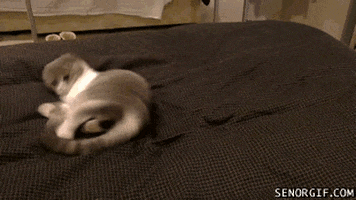 cat tails GIF by Cheezburger