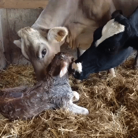 mom friend GIF