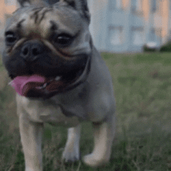 PetCloud giphyupload GIF