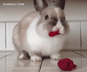 bunny eat GIF