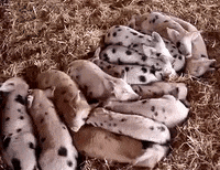 madmoizelledotcom  GIF