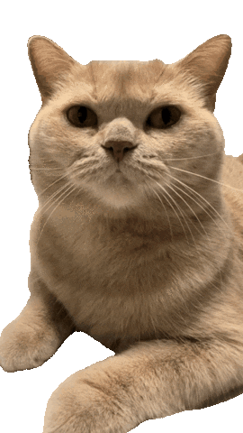 Cats Mochi Sticker