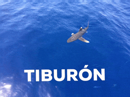 nextgendivingtravel buceo tiburon nextgendivingtravel GIF