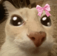 Cat Please GIF