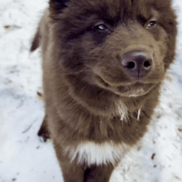 Red Husky GIF