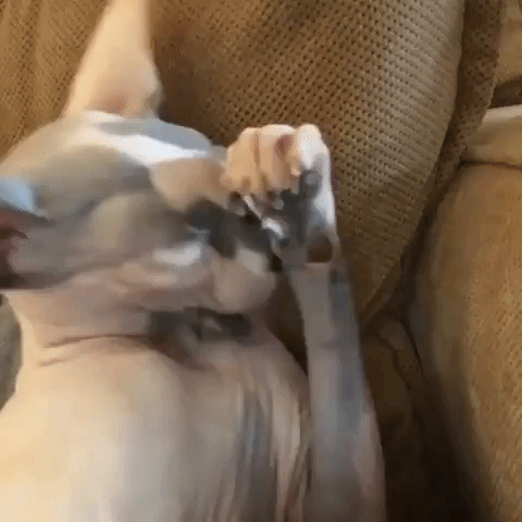 Sphynx Cat Cleans Herself After Dinner