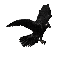 Flapping The Crow Sticker by David Firth