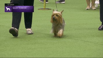 Silky Terrier Dogs GIF by Westminster Kennel Club