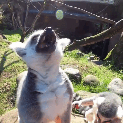 Lemur Loves It