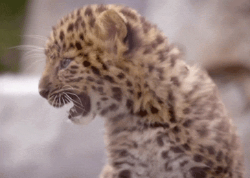 Yell Look At Me GIF by San Diego Zoo Wildlife Alliance