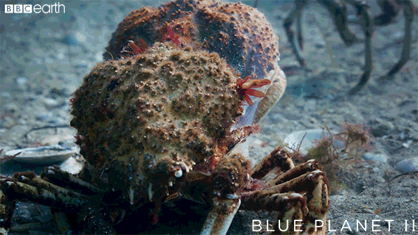 shed blue planet GIF by BBC Earth
