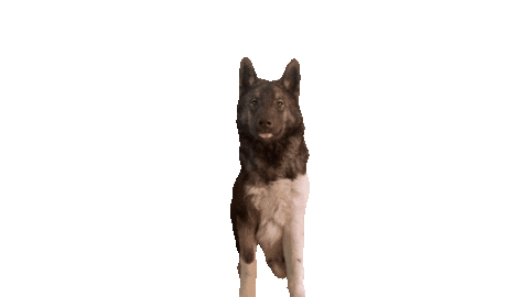 sniffdog giphyupload happy dog cool Sticker