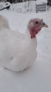 Turkeys Enjoy Indiana Snowfall Before Thanksgiving