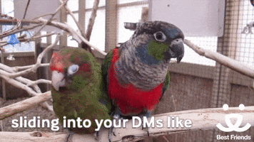 bestfriends dms best friends animal society save them all bfas GIF