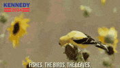 Bird Flying GIF by Team Kennedy