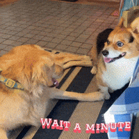 Corgi Milo GIF