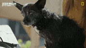 Dogwhisperer GIF by National Geographic Channel