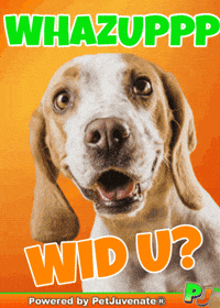 PetJuvenate petjuvenate henlo hooman fren love rescue dogs treatos and woofer for pupper GIF