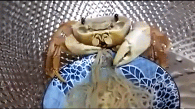 crab GIF