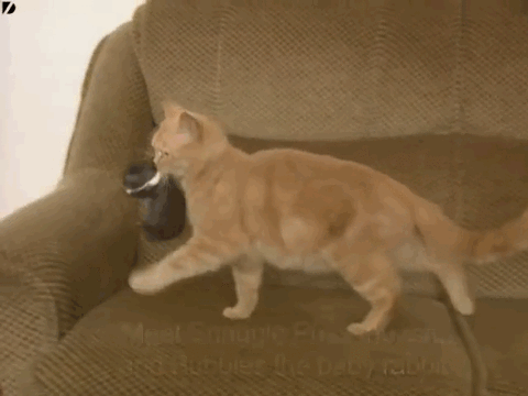 cat baby GIF