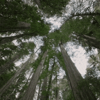 Climate Change California GIF by PBS Digital Studios