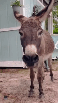 Pet Donkey's 'Smile' Delights Owner