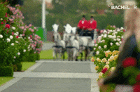 Bachie GIF by The Bachelor Australia