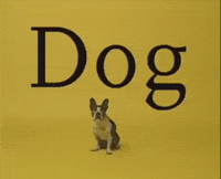 Little Dog GIF by Jason Clarke