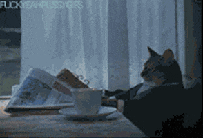 cat kitten GIF