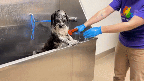Dog Grooming GIF by Peninsula Humane Society & SPCA