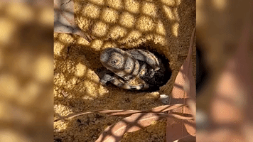 Critically Endangered Western Swamp Tortoise Hatchlings Born at Perth Zoo